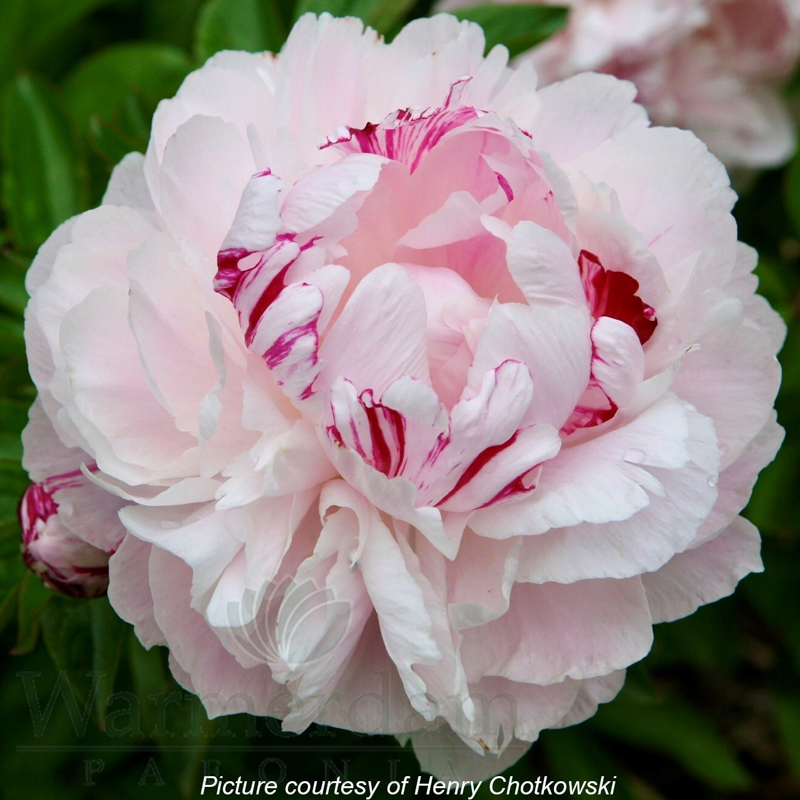 Peppermint | Warmerdam Paeonia